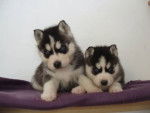 Huskys - Husky Sibérien Mâle (10 mois)