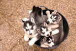 Rudi, Mitch, Kira, Manso y Runa - Husky Sibérien (7 mois)