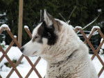 Eythan - Husky Sibérien Mâle (12 ans)