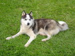 Poseidón - Husky Sibérien Mâle (3 ans)