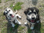Marleye et N'ko - Husky Sibérien Femelle (6 mois)