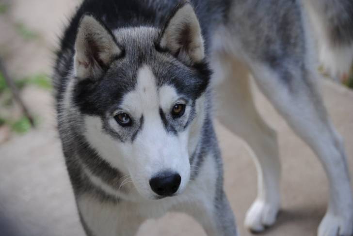 jasta - Husky Sibérien Mâle (11 mois)
