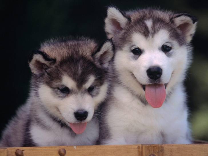 spoot y roko - Husky Sibérien Mâle (9 mois)