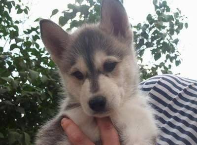 Pixel - Husky Sibérien Mâle (5 mois)