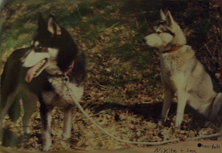 Nikita & Sash - Husky Sibérien (2 ans)