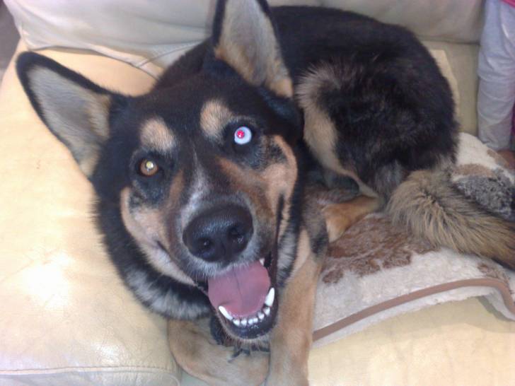 Cracos - Husky Sibérien Mâle (2 ans)