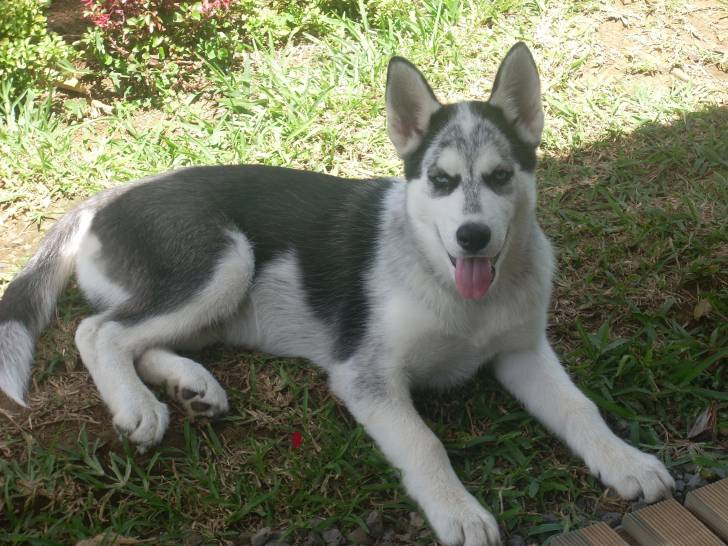 Arcos - Husky Sibérien Mâle (3 mois)