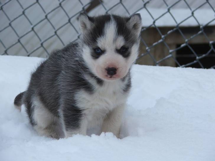 Fidji - Husky Sibérien Mâle