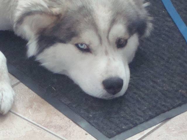 nanouk - Husky Sibérien Mâle (4 ans)