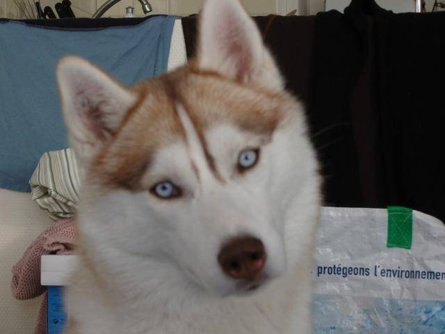 calya - Husky Sibérien Femelle (6 ans)