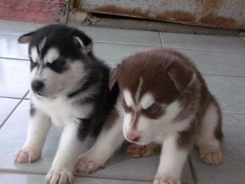 Jack y Daysi - Husky Sibérien