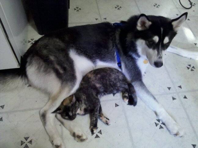 Bandit - Husky Sibérien Mâle (1 an)