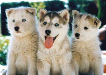 Husky Sibérien - Husky Sibérien