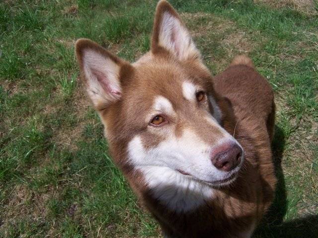 Anook - Husky Sibérien Femelle (4 ans)