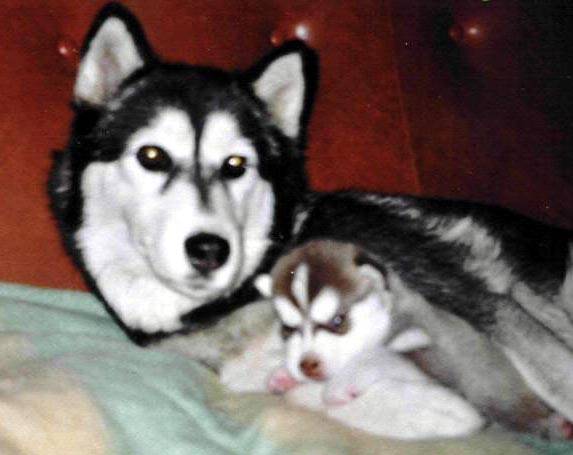 siberian husky ivanouka et sokynawa - Husky Sibérien