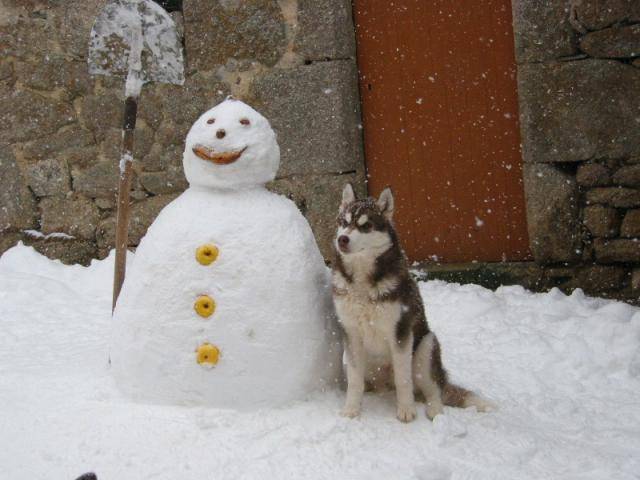 siberian husky- timy - Husky Sibérien