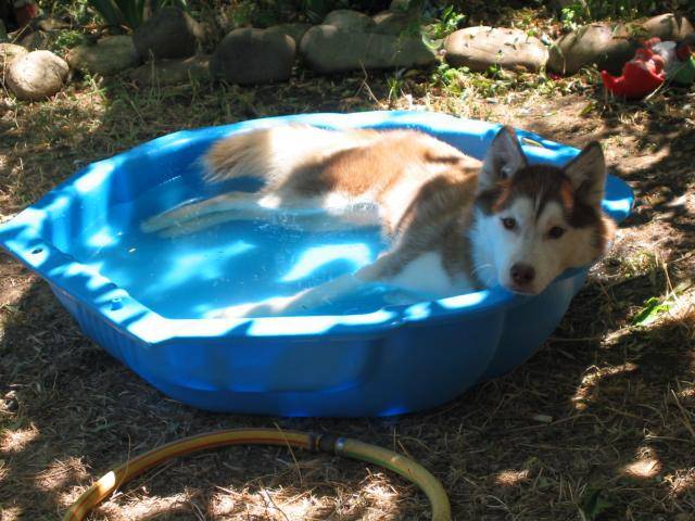 siberian husky - safety first of cold winter nights - Husky Sibérien