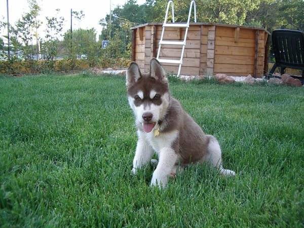 SIBERIAN HUSKY - Husky Sibérien
