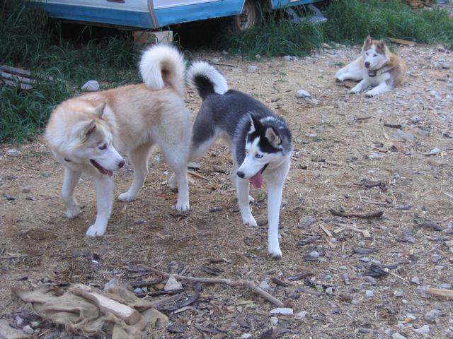 husky sibérien AKACHA - Husky Sibérien