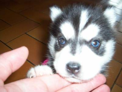 Husky Siberien Yuna - Husky Sibérien