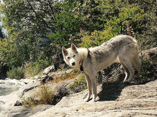 Golfy - Husky Sibérien