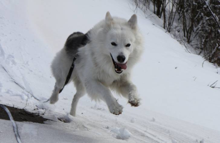 Le Husky Sibérien