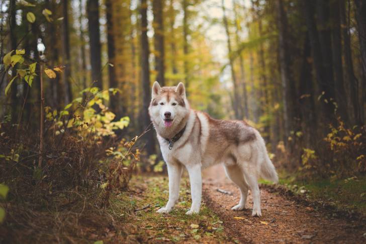 Un Husky Sibérien roux qui se tient au milieu d'un sentier dans les bois