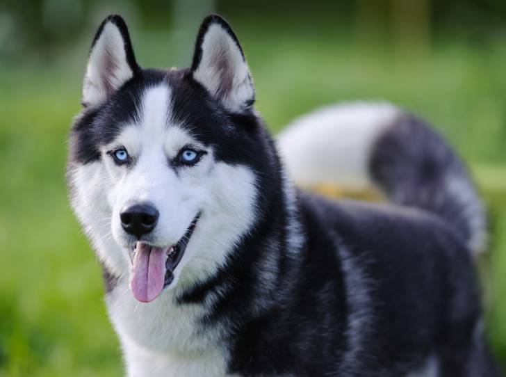 Un Husky Sibérien aux yeux bleus
