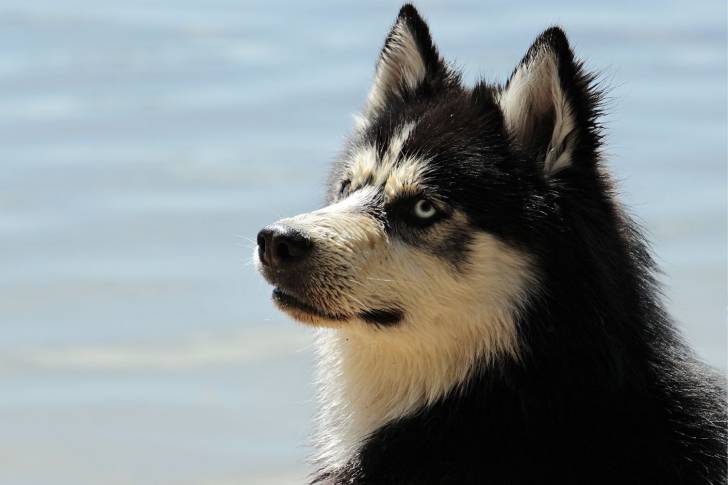 Photo Husky Sibérien