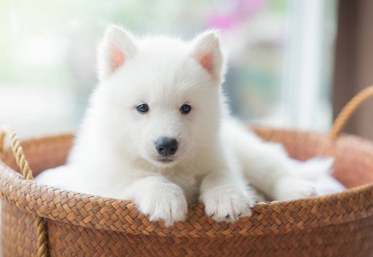Un chiot Husky Sibérien blanc dans son panier