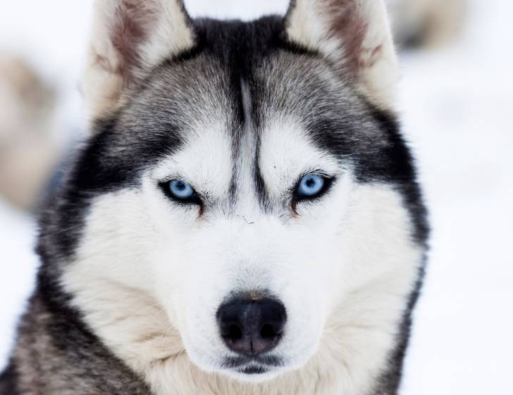 Photo Husky Sibérien