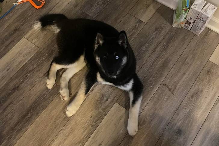 Un Husky Sibérien allongé sur un parquet et regardant vers la caméra