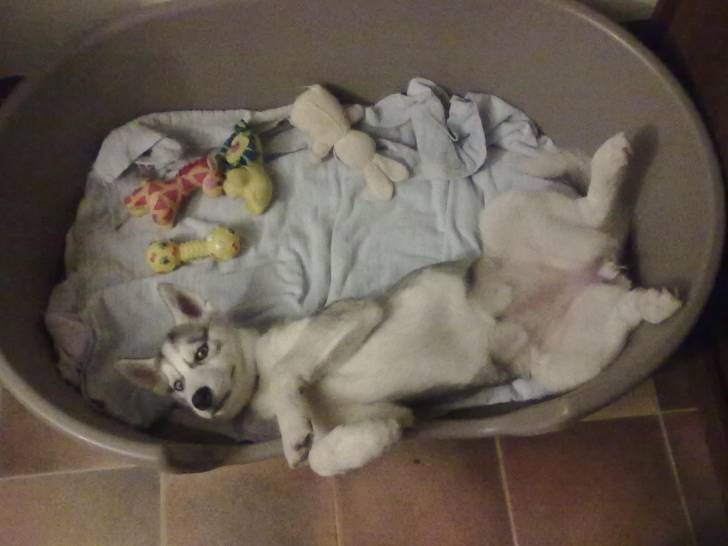 Flaya - Husky Sibérien Femelle (4 mois)