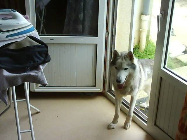 ludwig - Husky Sibérien Mâle (1 an et 1 mois)