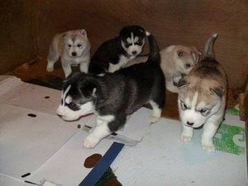 first dogs - Husky Sibérien Mâle (1 mois)
