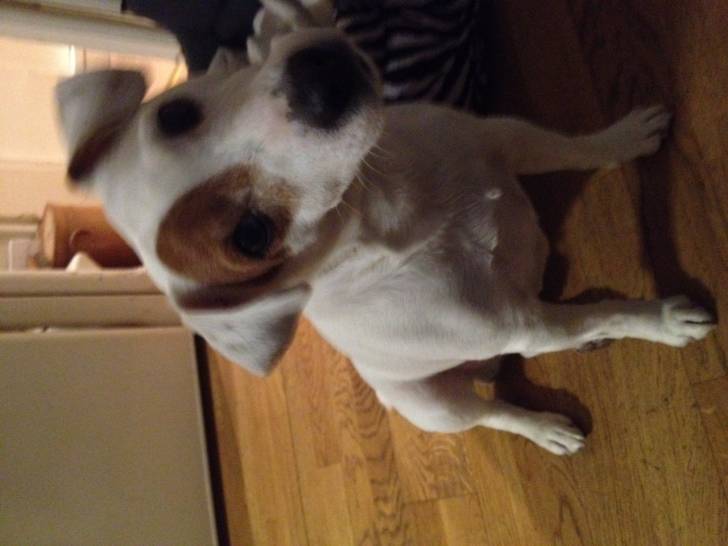 Scoubi - Husky Sibérien Mâle (5 ans)