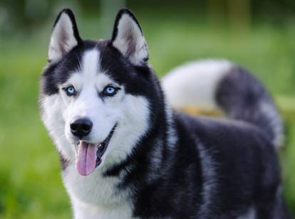 Un Husky Sibérien aux yeux bleus