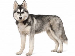 Un Husky sur fond blanc
