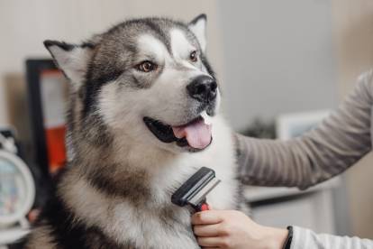 Un Husky Sibérien en train de se faire brosser