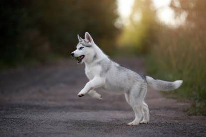 Un chiot Husky Sibérien