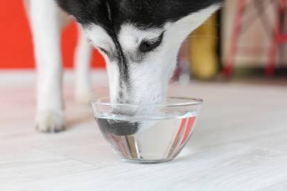 Un Husky Sibérien en train de boire