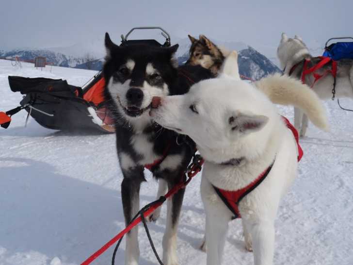 Ebène et Yvoire - Husky Sibérien Femelle (6 ans)