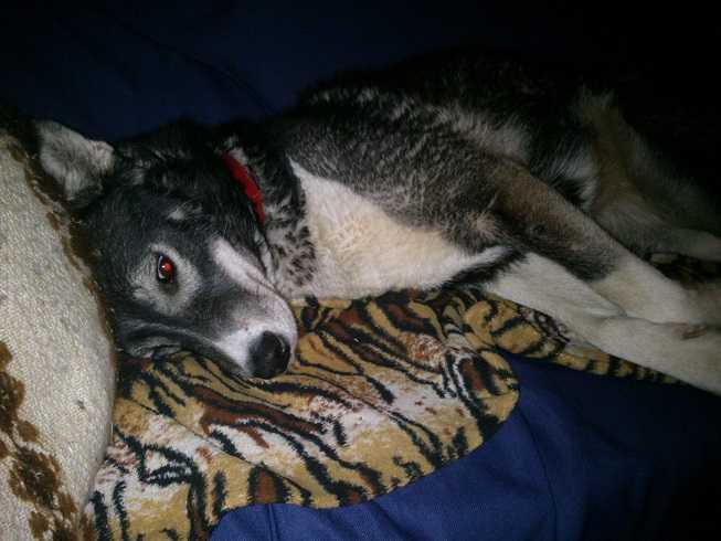 Unsere Angel - Husky Sibérien Femelle (2 ans)