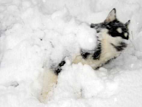 siberian husky buck - Husky Sibérien