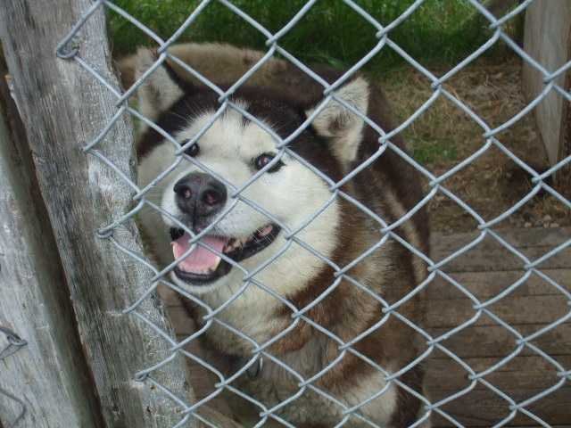 Éclipse - Husky Sibérien Mâle (5 ans)