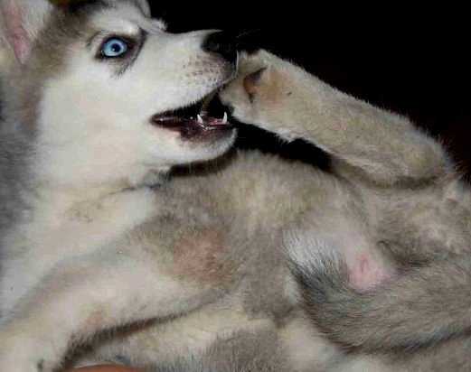Teatrera Ojos Azules - Husky Sibérien Femelle (1 mois)