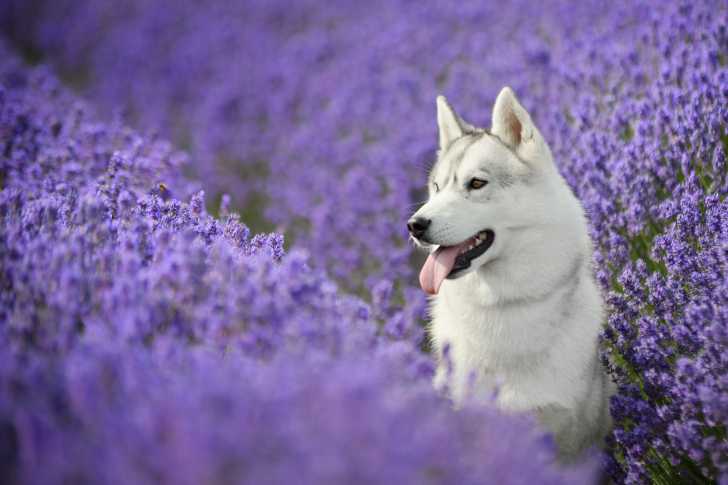 Un Husky Sibérien assis dans un champ de lavande