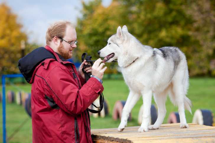 Un propriétaire en train d'éduquer son Husky Sibérien