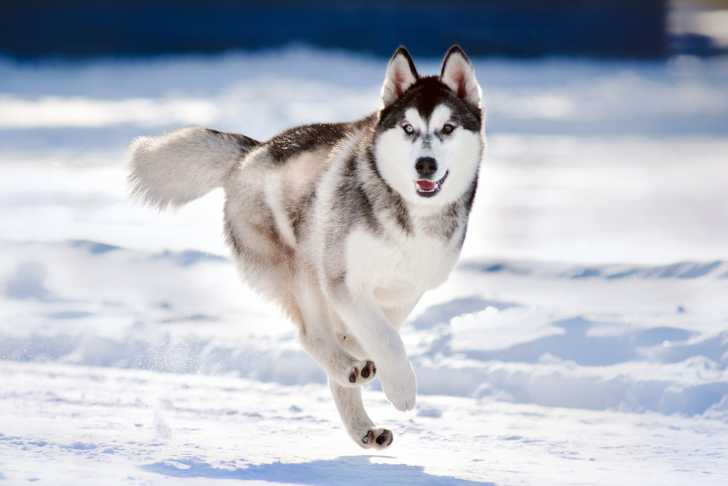 Un Husky court dans la neige
