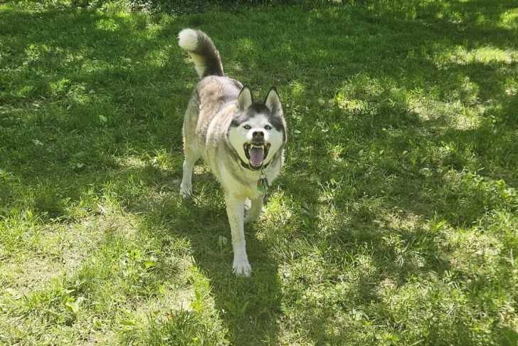 Un Husky Sibérien marchant sur un terrain herbeux et ayant la gueule ouverte